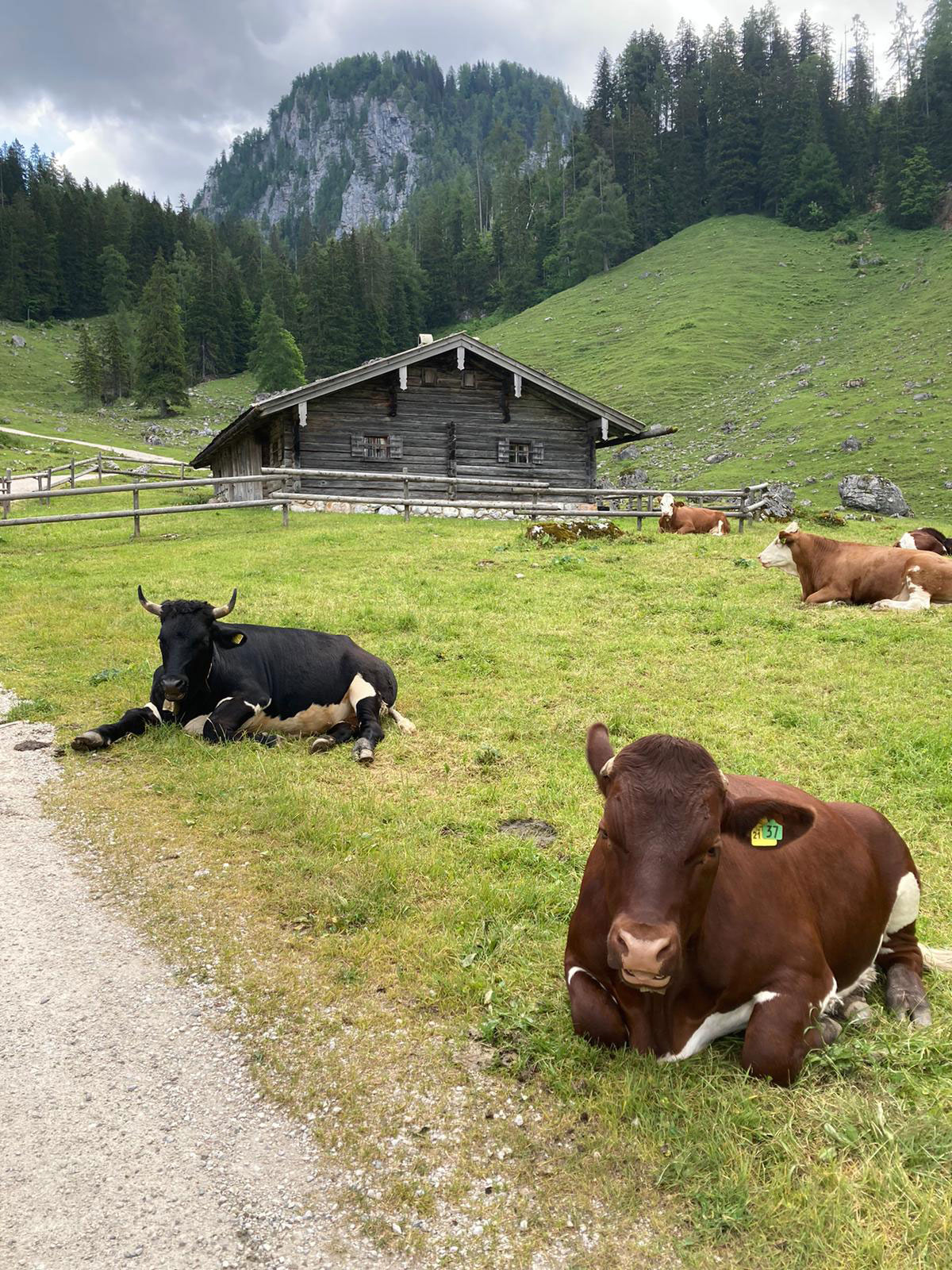 230620 laengst almwanderung koenigsbachalm